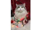 Adopt Jasmine a Persian