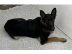 Adopt JUNE a German Shepherd Dog