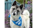 Adopt Jabulani a Akita, Husky