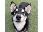 Adopt Arya a Husky