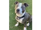 Adopt DIAMOND a Pit Bull Terrier