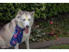 Adopt Lilibet a Siberian Husky