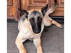 Adopt Elle a German Shepherd Dog