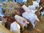 ABGA 100% Boer/Saanen Etc Goats Available