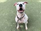 Adopt SPOTTY a Pit Bull Terrier