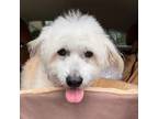 Adopt Sweet Pea a Maltipoo