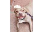 Adopt Maisie- COURTESY LISTING a Staffordshire Bull Terrier