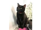 Adopt Decadic a Domestic Short Hair