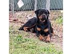 Adopt Camiella a Rottweiler