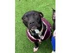 Adopt Marble a Labrador Retriever, Pit Bull Terrier