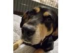 Adopt Roo a Black and Tan Coonhound, Hound
