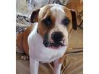 Adopt Karen a Boxer, American Staffordshire Terrier