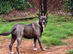 Adopt Levie a German Shepherd Dog, Labrador Retriever