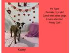 Adopt Kaley a Pit Bull Terrier