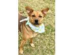 Adopt Lynn a Mixed Breed