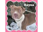 Adopt Rayna a Pit Bull Terrier