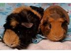 Adopt Lenore a Guinea Pig