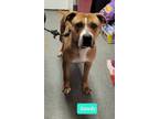 Adopt Sandy a Boxer, Pit Bull Terrier