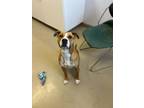 Adopt Sasha a Pit Bull Terrier, Mixed Breed