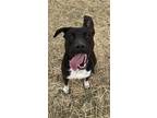 Adopt Abigail HW(-) SPONSORED ADOPTION FEE (04/02) a Pit Bull Terrier