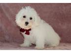 Bichon Frise Puppy for sale in South Bend, IN, USA