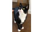 Adopt Yahtzee a Tuxedo