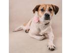 Adopt Tootie a Foxhound