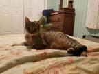 Adopt Mercedes a Domestic Short Hair