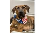 Adopt Turkey a Plott Hound