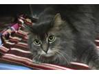 Adopt Olive a Domestic Long Hair
