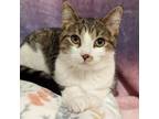 Adopt Lucia a Domestic Short Hair