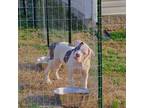 Olde Bulldog Puppy for sale in Clarksville, TN, USA
