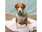 Adopt Lia a Beagle, Pit Bull Terrier