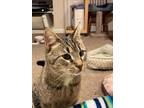 Adopt Lydia "Super Sweet and Outgoing" a Domestic Short Hair