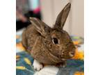 Adopt Cocoa a Bunny Rabbit