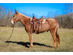 Big Gentle Palomino Roan John Mule, Ranch Work, Trail Ride, Arena Work