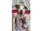 Adopt China Marie a American Staffordshire Terrier