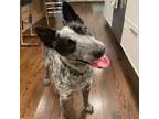 Adopt Sierra a Australian Cattle Dog / Blue Heeler