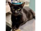 Adopt Queen a Domestic Short Hair