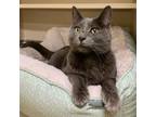 Adopt Monty a Domestic Short Hair