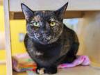 Adopt Marcy a Domestic Short Hair