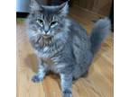 Adopt Sierra a Maine Coon