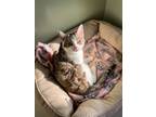 Adopt Tinker a Domestic Short Hair