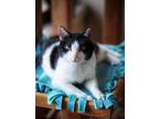 Adopt Lilly Bug a Domestic Short Hair