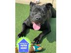 Adopt Mistletoe a Pit Bull Terrier, Mixed Breed