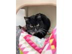 Adopt Skunker a Domestic Short Hair