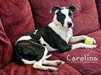 Adopt CAROLINA a Pit Bull Terrier, Mixed Breed