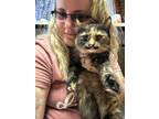 Adopt Twinn a Tortoiseshell