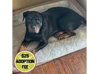 Adopt Arleigh - In Foster a Rottweiler