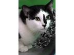 Adopt Nadia a Domestic Short Hair